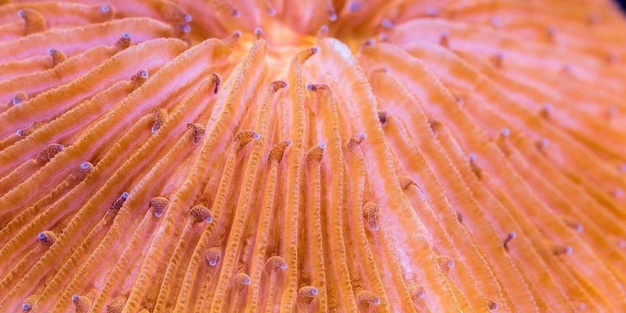 Orange radial fan pattern