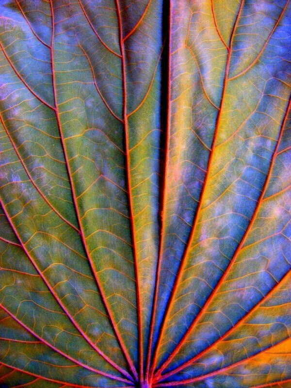 Close-up of a leaf with orange veins over blue and green